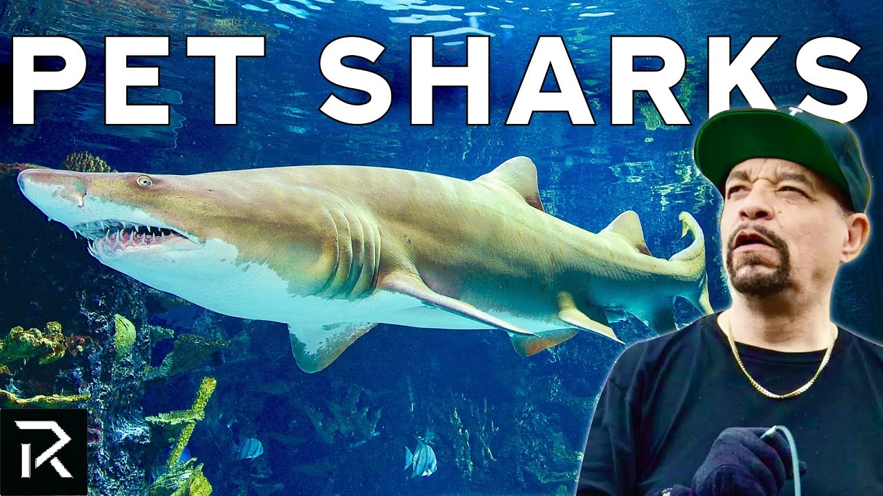 Sharks Cobras Tigers: Celebrities' Crazy Pets