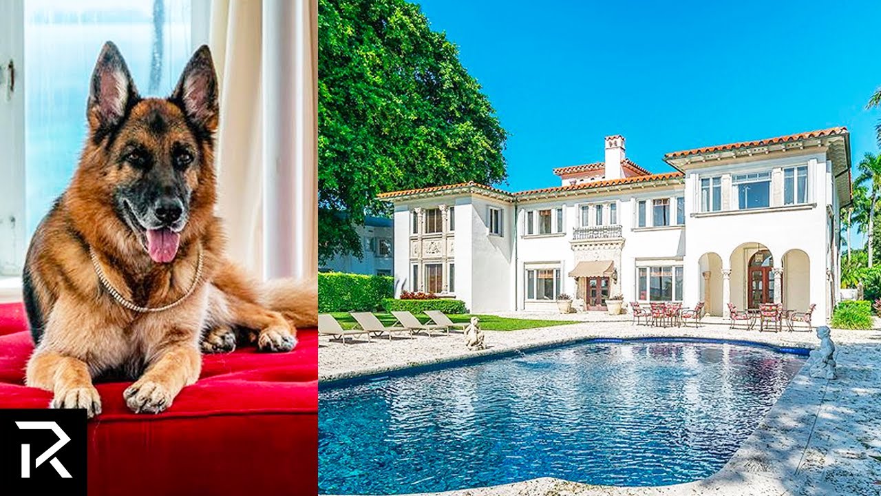 image 0 This Dog Owns A $30 Million Miami Villa